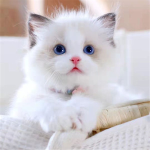 纯种布偶猫海双长毛仙女小猫咪白色双色宠物猫幼猫崽血统大连猫舍
