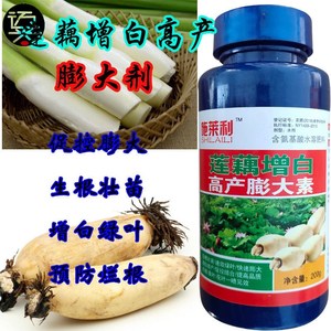 莲藕茭白专用增白剂增产膨大素白增嫩增粗增长生根壮苗防腐叶面肥