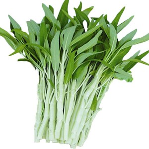 广东白梗柳叶空心菜种籽水上生春季四季阳台盆栽青蔬菜种孑种子苗