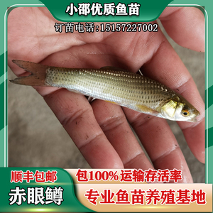 赤眼鳟鱼苗 红眼鱼烧火草鱼苗优质淡水养殖活体包活到家顺丰包邮