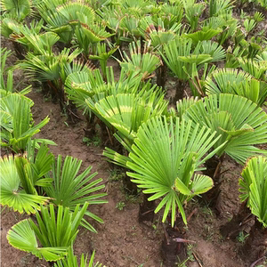 棕榈树苗棕树苗蒲葵扇子树苗绿化苗木庭院耐寒四季常青植物盆栽