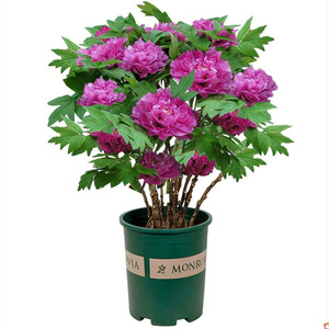 洛阳牡丹花大苗盆栽带花苞发货叶花卉植物室内花原盆原土牡丹菏泽