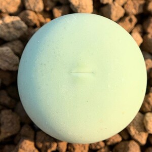 新品 多肉植物 番杏科 h精 超美鸽子蛋红一物一拍品