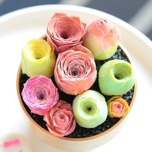 水蜜桃玫瑰多肉植物水蜜桃山地粉色酒杯状趣味室内盆栽桌面防辐射