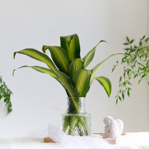 新品巴西叶配花配l叶材鲜花上海直发家用绿养鲜切瓶清色水新母亲