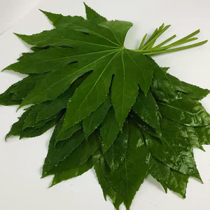 新品八角叶鲜水枝配叶养花鲜花上海直发家用切配鲜v切叶材母亲节