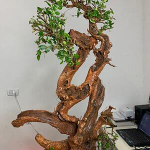 何首乌精品-淘宝拼多多热销何首乌精品货源拿货 - 阿里巴巴货源