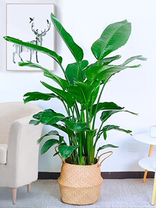 北京天堂鸟室内大型盆栽绿植龟背竹植物网红客厅大办公大叶北欧