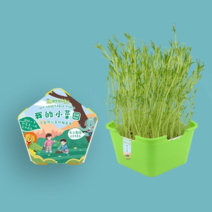 幼儿园室内小盆栽趣味种芽苗蔬菜儿童植物生长观察食用水培实验课
