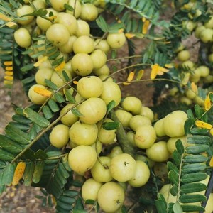 油甘果苗余甘果苗嫁接油牛甘子油橄榄果树苗油甘仔树苗耐寒果树苗