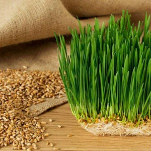 农家自种小麦种子麦子草麦芽糖榨汁小麦苗种子猫草煮粥磨面好吃