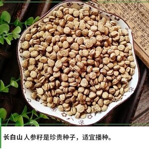 长白山人参种子野山参苗人参苗四季易种材易活室内观花卉盆栽
