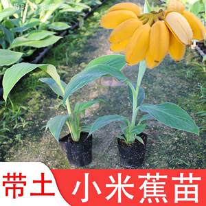 小米蕉苗南方高产四季北方种植矮化蕉抗寒粉蕉苗香蕉苗树苗