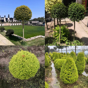 川滇蜡树金叶亮晶女贞棒棒糖树苗别墅庭院造型盆栽观叶花镜植物