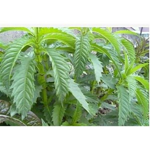 天麻苗盆栽野生