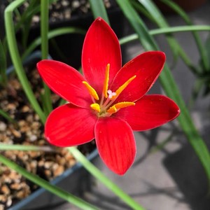 风雨兰种球葱兰重瓣葱兰韭菜兰花苗庭院阳台四季开花绿植花卉盆栽