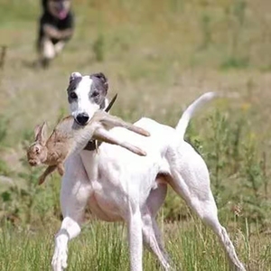 灵缇犬幼犬纯种格力犬猎兔犬细犬猎犬惠比特犬狗活体意大利小灵缇