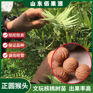 嫁接文玩核桃树苗把玩迷你小核桃美国金丝正圆猴头核桃苗当年结果