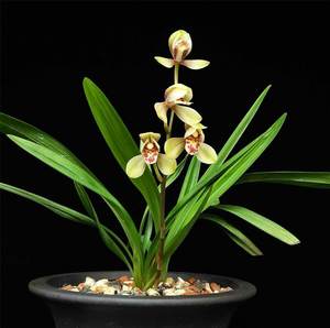 【国兰花浓香】国兰花浓香品牌,价格 - 阿里巴巴