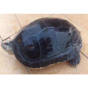 淡水中华特大陆地菜观赏龟草龟头巨型食草活物吃两栖龟苏北乌龟龟