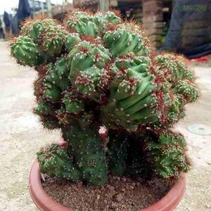 罗汉山影拳虎头山