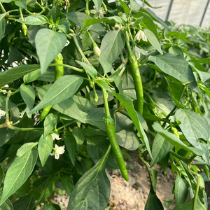 现摘现发新鲜杭州正宗杭椒不辣的小尖椒油焖食用青辣椒蔬菜当地