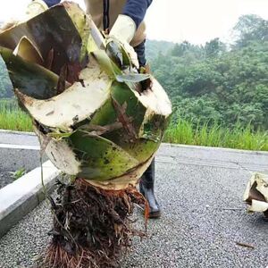 象耳芋大野芋室内大型绿植客厅大叶盆栽庭院超大叶植物非滴水观音