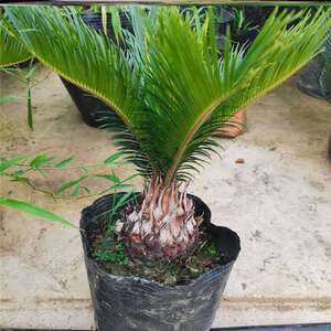 00liuhuaxing1989淘宝铁树盆景小苏铁树苗庭院室内盆栽植物鱼鳞铁