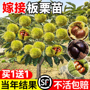 板栗苗树南北方可种植迁西广西湖南大红袍早熟嫁接板栗矮化果树苗