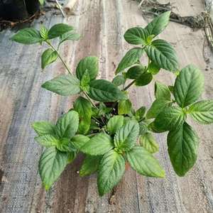 云南糯米香茶树苗食用香草绿植盆栽糯米香茶苗叶子泡茶有香味植物