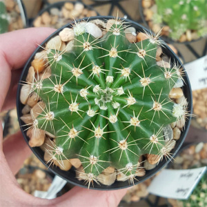 剑芒丸实生仙人球稀有开花粉花仙人掌多肉植物好养活易度夏小盆栽