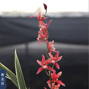 defanglanye/德芳兰业懿兰苑兰花苗金边矮种青龙冠室内四季兰草花