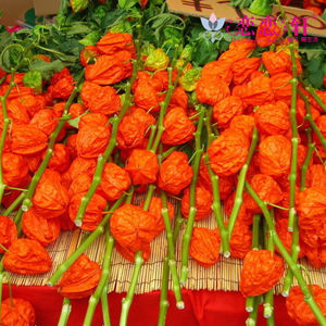 爬藤观花植物盆栽红灯笼花种子酸浆小果菇娘果春秋四季花卉水果籽