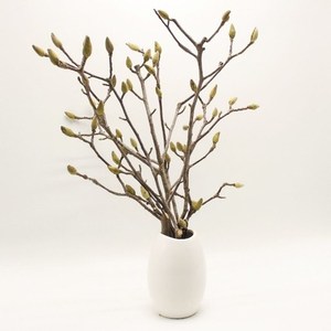 玉兰干枝切花水培好养鲜切红黄白紫混色室内装饰插花带苞净化空气