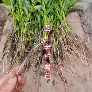 四川空心菜苗 带根蕹菜苗 藤藤菜秧苗 老杆育苗农家种植 阳b台盆
