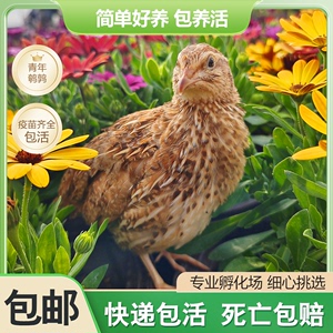 鹌鹑下蛋活苗种鸡繁殖宠物鸡青年阳台巨型鸟萌宠包活成年10只装鸟