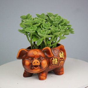 绿植碰碰香室内盆栽客厅除异味净化空气植物驱蚊虫一抹香花3人付款7