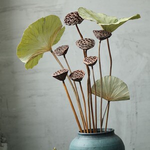 【干藕莲蓬装饰禅意】干藕莲蓬装饰禅意品牌,价格 - 阿里巴巴