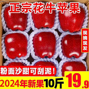 甘肃天水花牛苹果10斤新鲜水果当季整箱包邮孕妇平果红果粉面丑果