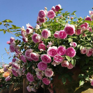 玛姬婶婶 拇指姑娘 小左的花园垂头阳台楼顶勤花浓香花卉灌木月季