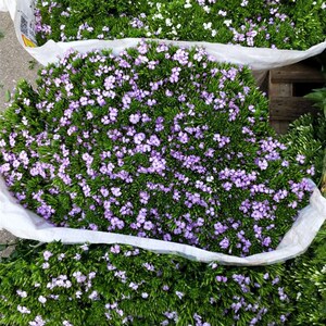 wei向左看齐淘宝相思梅鲜花青梅批发云南昆明斗南基地直发鲜切花束