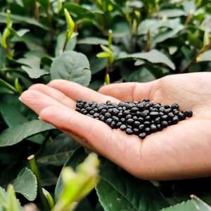 【藏王黑金丹 雅安藏茶颗粒黑茶】冲泡方便 甜香滑润20袋/盒80g