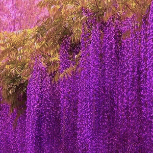 紫藤花树苗爬藤植物庭院围墙四季开花盆栽花苗绿植花卉藤蔓紫藤萝