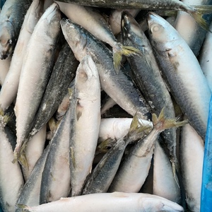 青花鱼青占鱼冻鱼海鲜水产新货花池鱼新鲜海鱼广东包邮冷冻海鱼