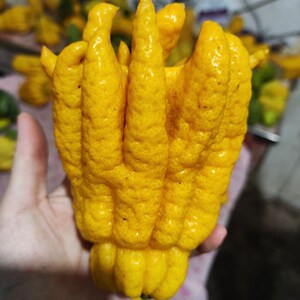 新鲜黄果金华佛手柑佛手果清香供佛佛手柠檬茶蜂蜜佛手粥泡茶泡酒