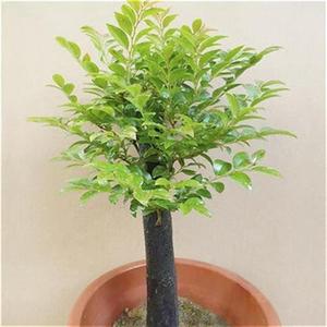 景小叶紫檀盆景树苗室植d盆桩紫n内阳台花卉绿檀盆紫耐同亨百货店