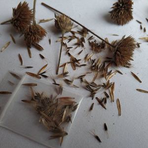 野生地胆头苗地胆草种子中草药种子中药材苗多年生植物天芥菜盆栽