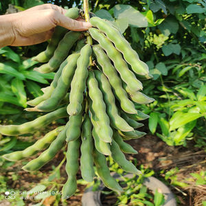 农家新鲜疏菜狗儿豆龙爪豆现摘狗仔豆猫儿豆猫爪豆1-5斤百香果院14