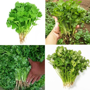 老品种香菜