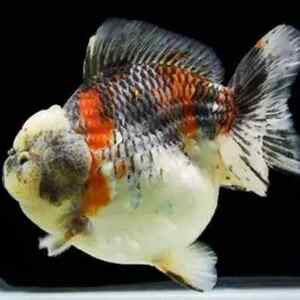 短尾元宝狮金鱼活体淡水鱼观赏鱼冷水鱼短尾虎皮五花狮子头金鱼